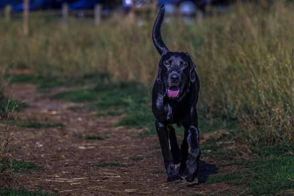 Black Labrador Walking Path Its Mouth Open — Stock Photo, Image