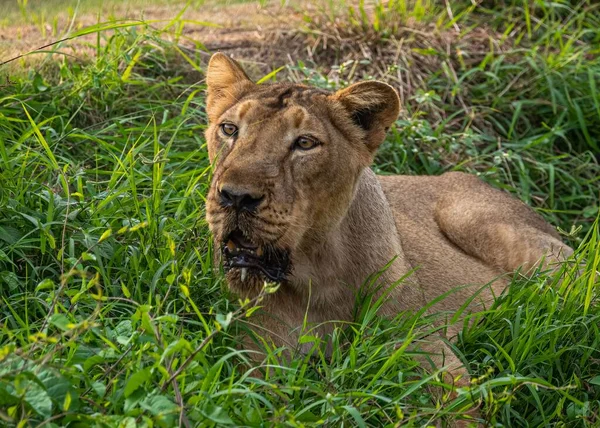 Asiatic Lioness Looking Away Resting Grass Field Zoo — Stock Photo, Image