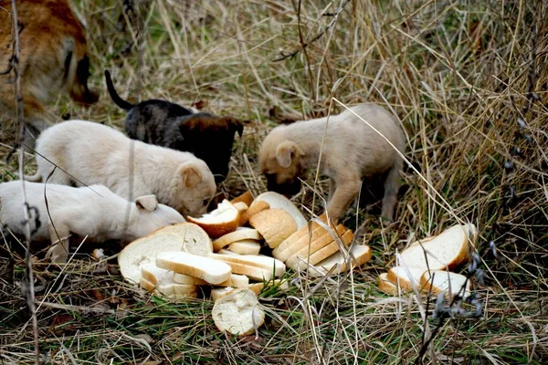 Cute puppies eating bread on dry grass