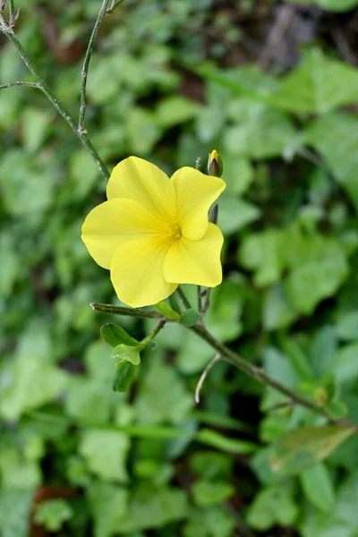 Zbliżenie Zdjęcie Żółtego Kwiatu Lnu Linum Flavum Zielonymi Liśćmi Rozmytym — Zdjęcie stockowe