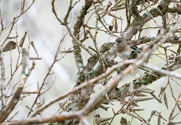 해리스 Zonotrichia Querula 겨울에 눈덮인 나뭇가지 사이에 앉아서 위장한다 — 스톡 사진