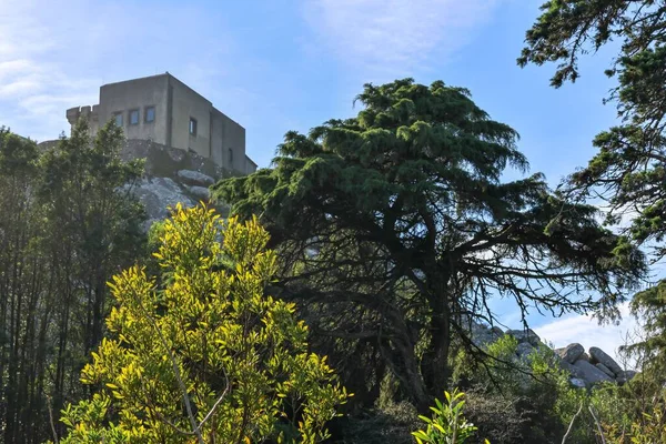 葡萄牙辛特拉美丽树木后面的佩宁哈保护区 — 图库照片