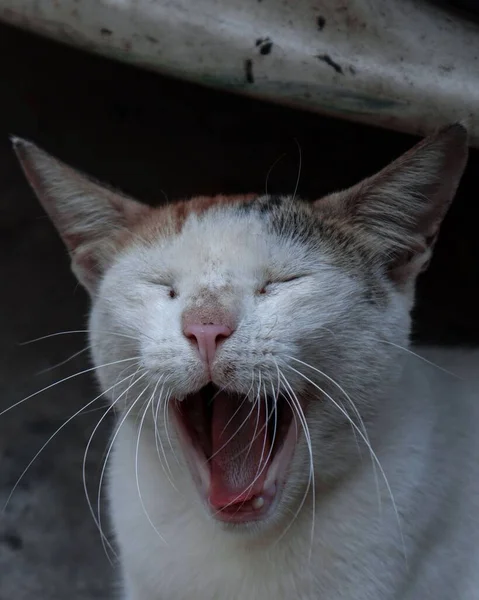 Vertical Shot Cute Fluffy Cat Yawning Street — Stock Photo, Image