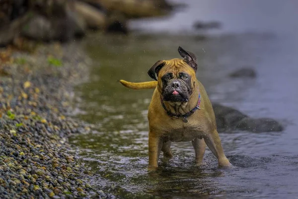 Eine Wunderschöne Dogge Mit Einem Bunten Halsband Steht See Und — Stockfoto