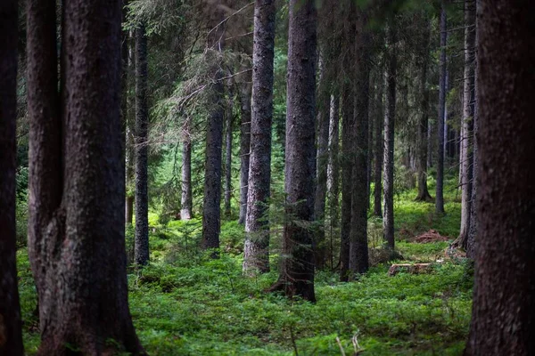 斯洛文尼亚特里格拉夫国家公园森林中的云杉树和绿色植物美景 — 图库照片