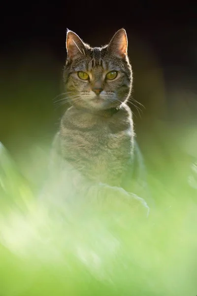 Une Jeune Femelle British Shorthair Tabby Cat Tient Dans Herbe — Photo