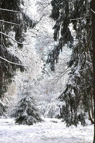 Uma Paisagem Neve Gelo Com Abetos Caminho Floresta — Fotografia de Stock