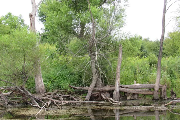 Uma Vista Tocos Árvore Danificados Uma Lagoa Cercada Por Vegetação — Fotografia de Stock