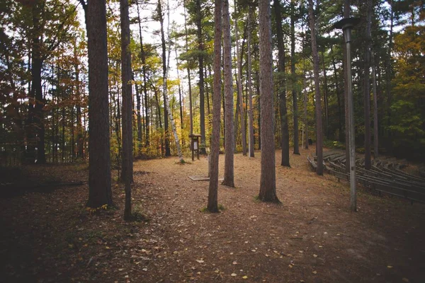 Uma Vista Baixo Ângulo Uma Bela Floresta Ontário Canadá — Fotografia de Stock