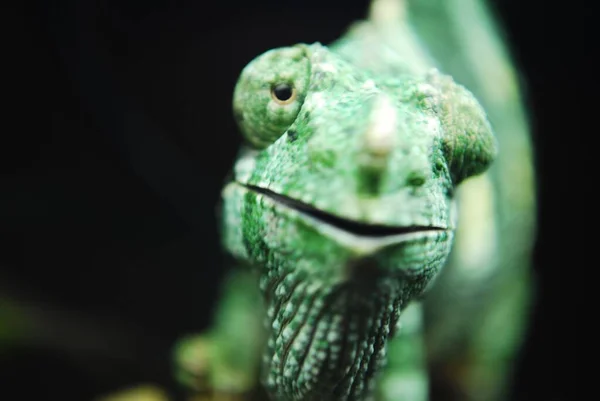 Närbild Den Gröna Kameleont Mot Den Mörka Suddiga Bakgrunden — Stockfoto
