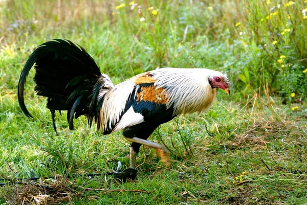 A yellow amber ivory fighting cock on a field in a game farm