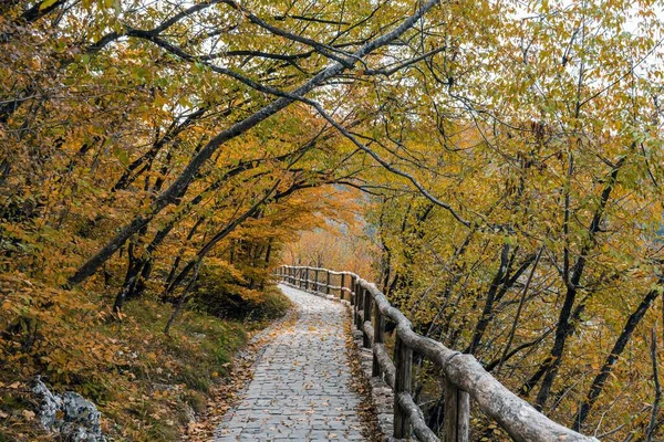 Eine Malerische Aufnahme Der Herbstlichen Natur Und Ein Holzweg Nationalpark — Stockfoto