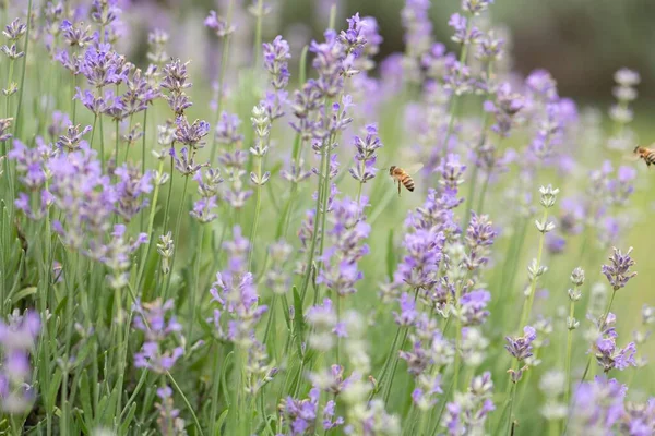 Медоносні Бджоли Забруднюють Поле Фіолетового Лаванди — стокове фото