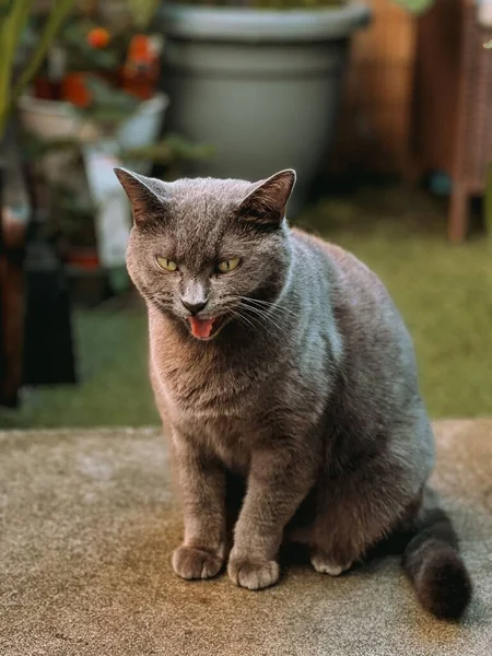 Ett Porträtt Katt Med Ett Roligt Ansikte Medan Gäspande Vertikalt — Stockfoto