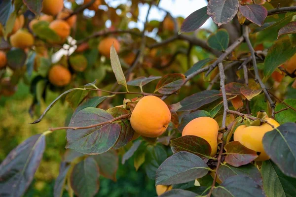 Selektywne Zbliżenie Dojrzałych Persymonów Pomarańczowych Drzewie Koncepcja Zbiorów — Zdjęcie stockowe