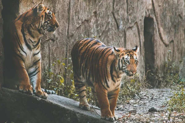 Beau Plan Tigres Bengale Royal Capturés Dans Jungle — Photo