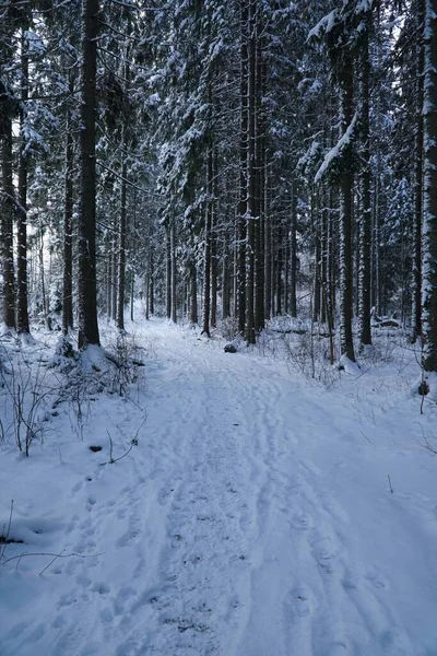 Eine Landschaftliche Aufnahme Eines Schneebedeckten Weges Wald Winter — Stockfoto