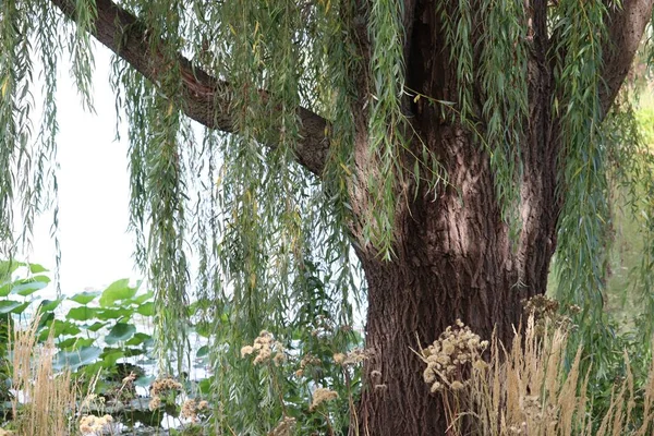 Stará Zelená Vrba Břehu Jezera Hnědými Rostlinami — Stock fotografie