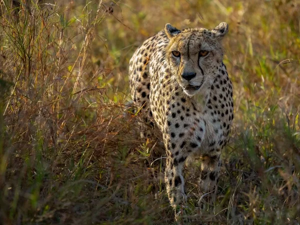 Closeup Portrait Cheetah — Stock Photo, Image