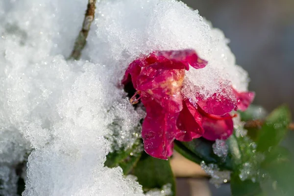 雪に覆われたピンクの花の閉鎖 — ストック写真