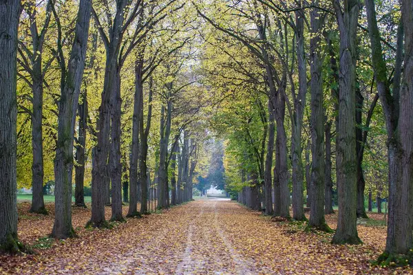 Eine Gasse Zwischen Bäumen Mit Bunten Blättern Herbst — Stockfoto