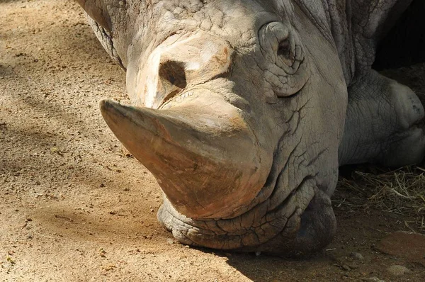 Nahaufnahme Eines Müden Nashorns Das Zoo Auf Dem Boden Liegt — Stockfoto