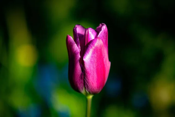Photo Macro Une Tulipe Jardin Pourpre Poussant Sous Lumière Soleil — Photo