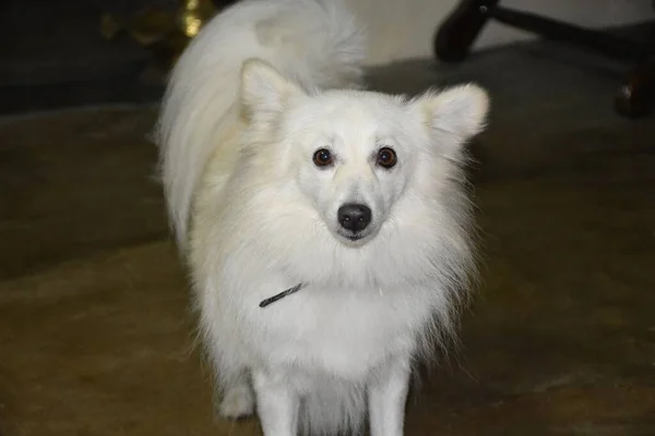 Tatlı Beyaz Masum Tüylü Evcil Köpek Kameraya Bakıyor — Stok fotoğraf
