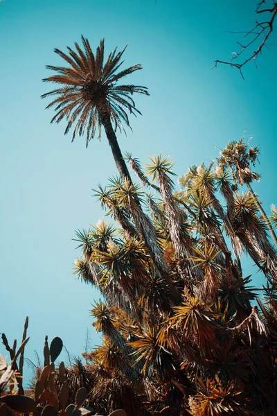 Вертикальный Низкий Угол Пальм Освещенный Солнцем Чистый Фон Неба — стоковое фото