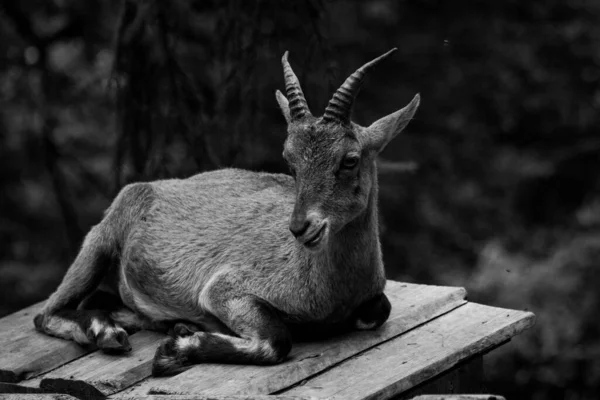 Closeup Preto Branco Uma Cabra Montesa Sentada Uma Superfície Madeira — Fotografia de Stock