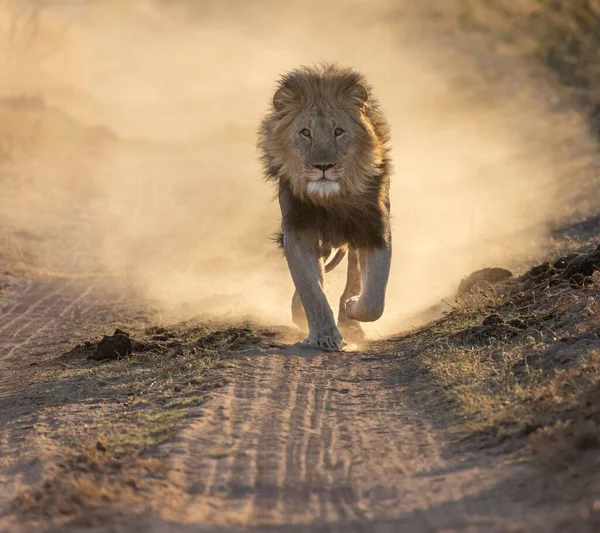 A beautiful male lion running and leaving dust behind