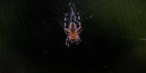 Closeup Shot European Garden Spider Web — Stock Photo, Image