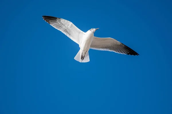 Uma Gaivota Voando Freelyi Céu — Fotografia de Stock