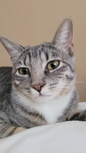 Eine Nahaufnahme Eines Grau Gestreiften Kätzchens Auf Beigem Hintergrund — Stockfoto