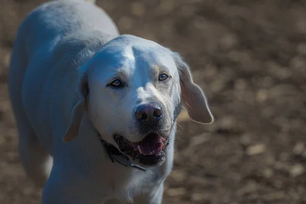 Egy Közeli Kép Egy Sárga Labradorról Aki Aranyos Arccal Bámul — Stock Fotó