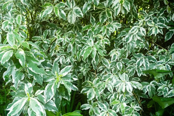 stock image A beautiful shot of white dogwood or white svidina (Cornus alba) best for background