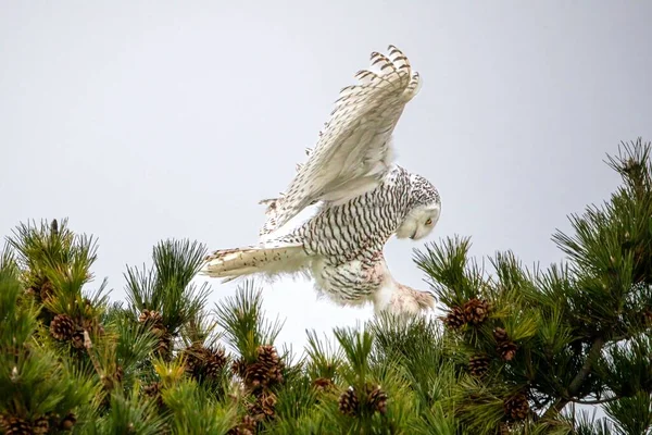 一只雪白的猫头鹰在冷杉树上飞舞 — 图库照片