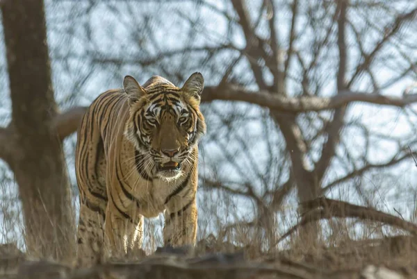 Tigre Observait Cerf Dans Plaine Son Point Vue — Photo