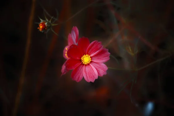 Tiro Close Uma Flor Rosa Kosmeya Isolado Fundo Escuro — Fotografia de Stock