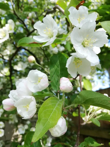 stock image A beautiful crabapple tree in bloom in springtime