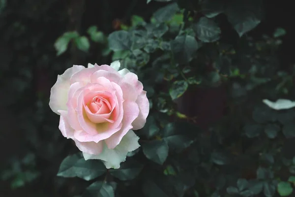 Bahçedeki Güzel Çiçek — Stok fotoğraf