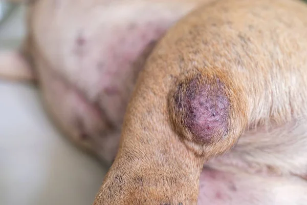 皮瘤的特写镜头 宠物上的一个大囊肿 — 图库照片