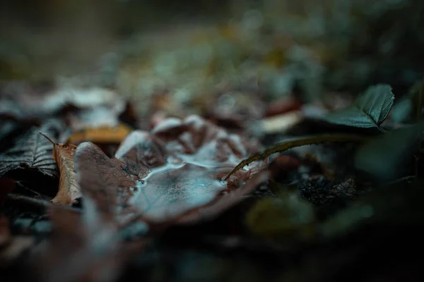 Макрознімок Листа Лежить Землі Восени — стокове фото