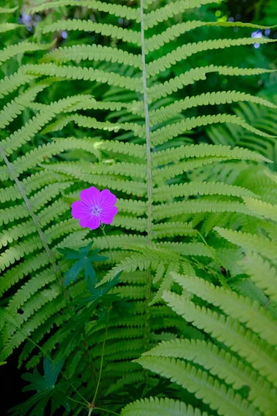 德国奥格斯堡植物园里的一片垂直的蕨叶和一朵紫色的小花 — 图库照片