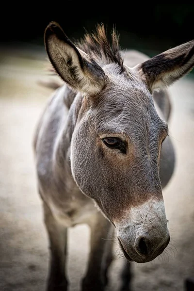 A vertical closeup of a donkey walking on the dusty road blurred background