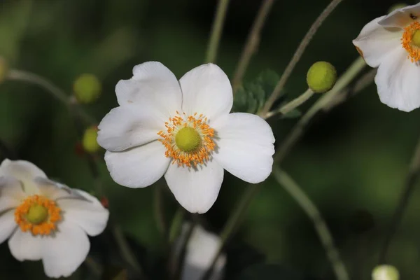 Selektywne Ujęcie Ostrości Białych Kwiatów Anemonu Snowdrop Ogrodzie Piękna Tapeta — Zdjęcie stockowe