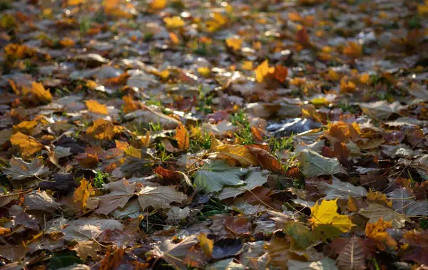 Uma Vista Das Folhas Caídas Chão Outono — Fotografia de Stock