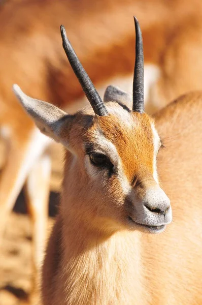 Vertical Closeup Antelope — Stock Photo, Image