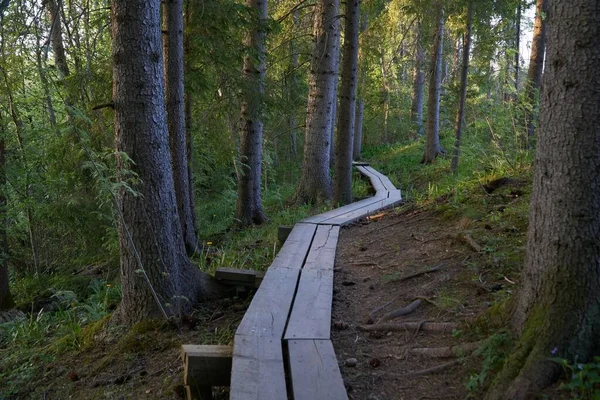 Longo Caminho Pedestre Uma Floresta — Fotografia de Stock