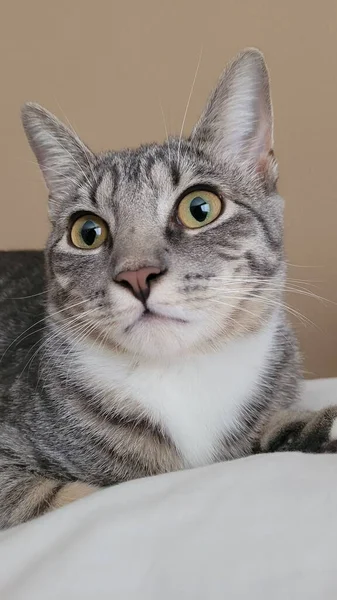 米色背景上一只灰色条纹猫的特写镜头 — 图库照片